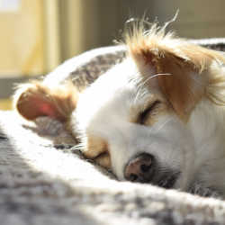 Dog asleep on sofa