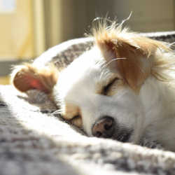 Dog asleep on sofa