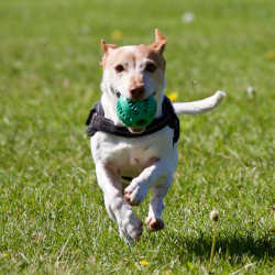 Dog running with ball